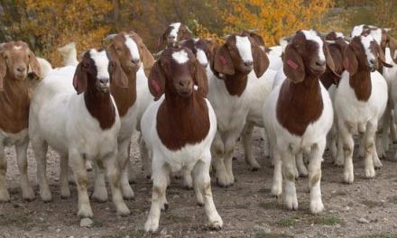 Starting Goat Farming Business in South Africa – Business Plant (PDF, Word & Excel)