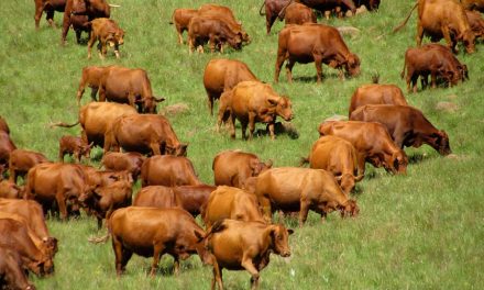 Begin A Cattle Farming Business in South Australia – Business Plan (PDF, Word & Excel)